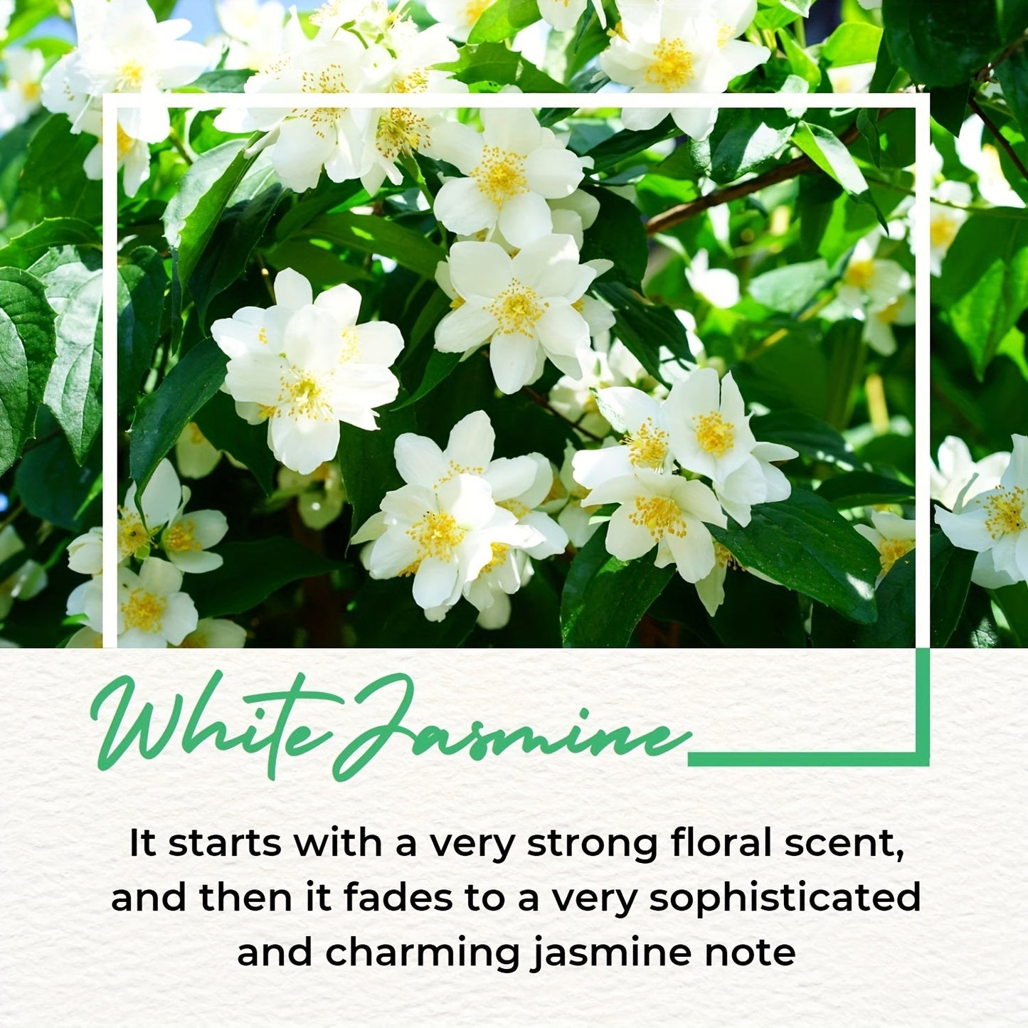 0.34oz Perfume Oil Roll On